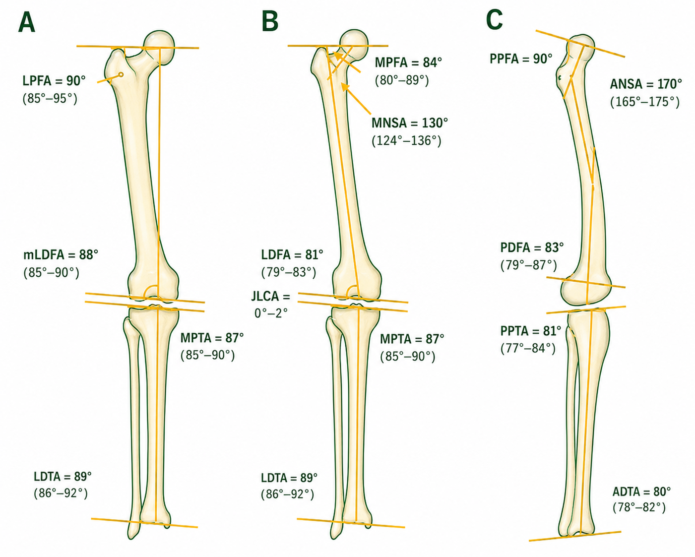 مخطط المحاور الميكانيكية والتشريحية للطرف السفلي بمنظر أمامي وجانبي