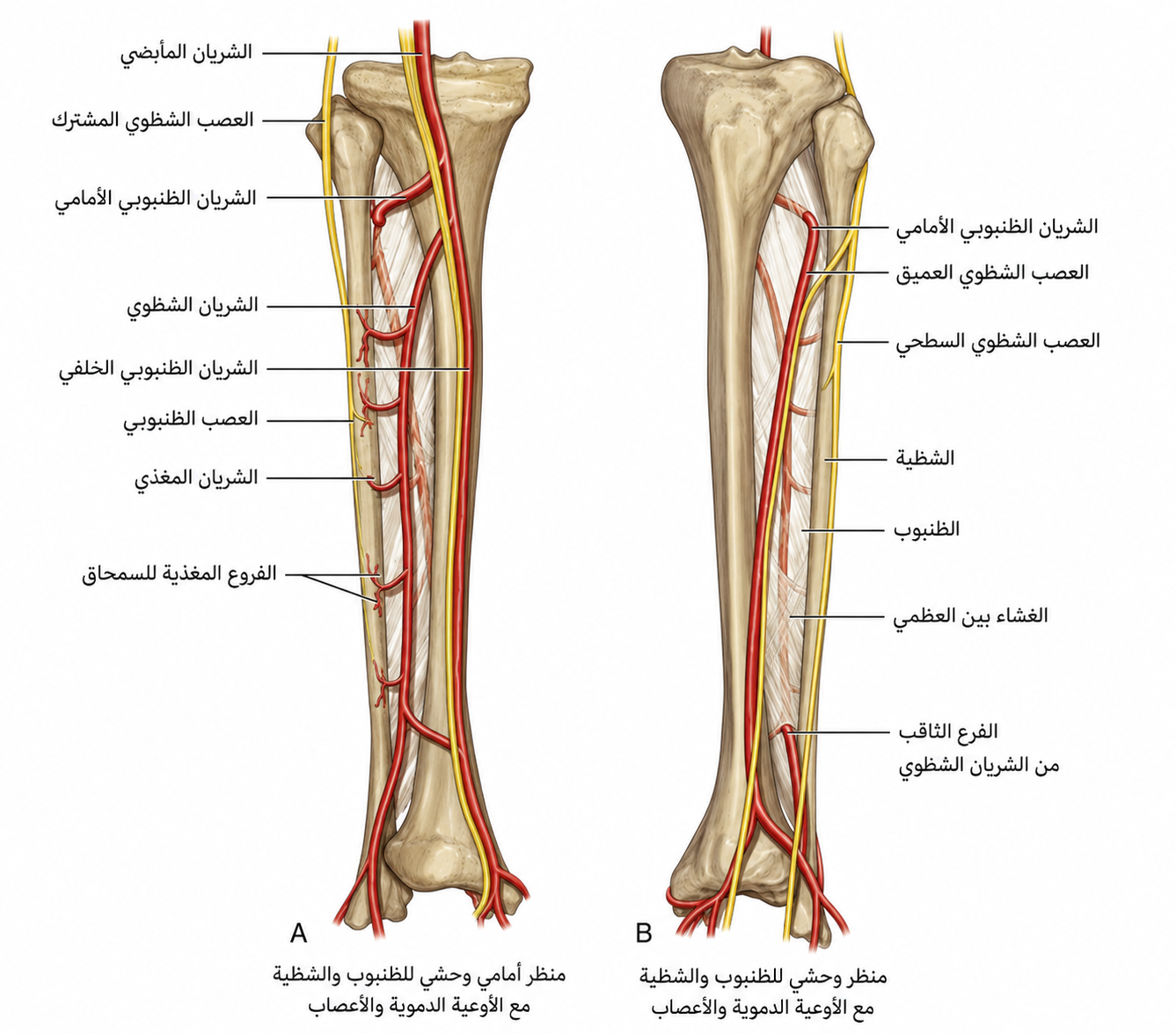 مخطط الأوعية الدموية والأعصاب للظنبوب والشظية — منظر أمامي وحشي ومنظر وحشي